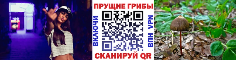 Псилоцибиновые грибы Psilocybe  продажа наркотиков  Руза 